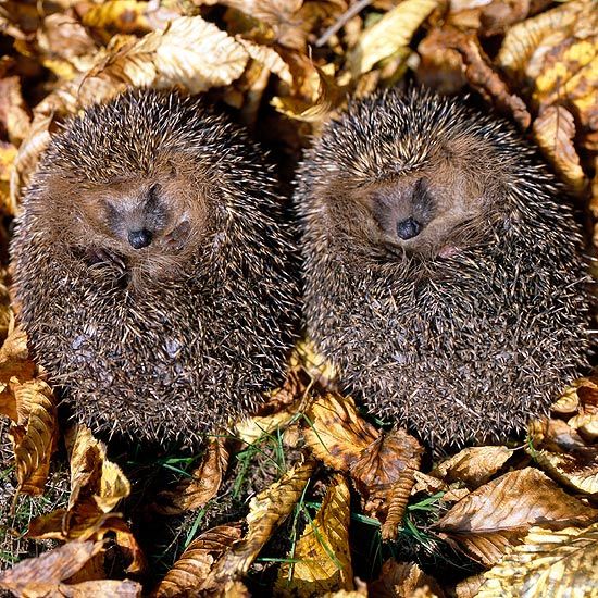 hibernating-hedgehogs